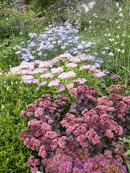 464048 - Orpine (Sedum telephium 'Karfunkelstein' syn. Hylotelephium telephium 'Karfunkelstein'), showy stonecrop (Sedum spectabile 'Brilliant' syn. Hylotelephium spectabile 'Brilliant') and aster (Aster x frikartii 'Mönch')