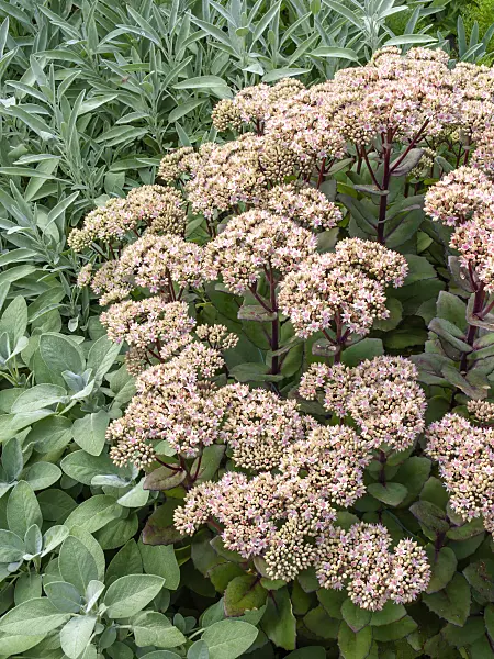 428233 - Orpine (Sedum telephium 'Matrona' syn. Hylotelephium telephium 'Matrona')