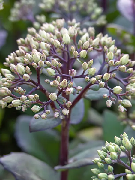 439387 - Orpine (Sedum telephium 'Matrona' syn. Hylotelephium telephium 'Matrona')