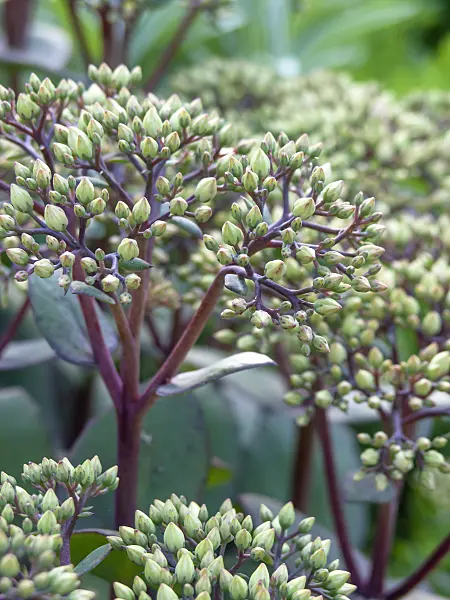 439388 - Orpine (Sedum telephium 'Matrona' syn. Hylotelephium telephium 'Matrona')