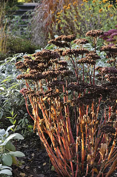 478027 - Orpine (Sedum telephium 'Matrona' syn. Hylotelephium telephium 'Matrona')