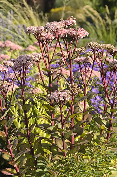 499163 - Orpine (Sedum telephium 'Matrona' syn. Hylotelephium telephium 'Matrona')