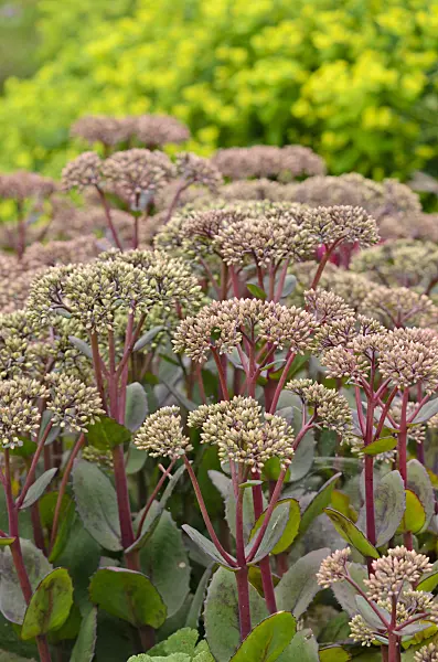 534345 - Orpine (Sedum telephium 'Matrona' syn. Hylotelephium telephium 'Matrona')