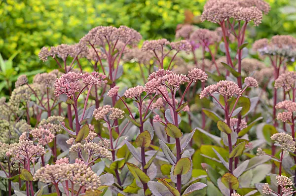 534346 - Orpine (Sedum telephium 'Matrona' syn. Hylotelephium telephium 'Matrona')