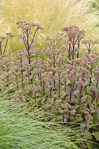 534505 - Orpine (Sedum telephium 'Matrona' syn. Hylotelephium telephium 'Matrona')
