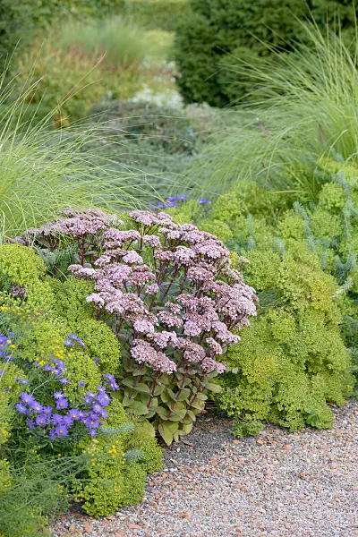 575330 - Orpine (Sedum telephium 'Matrona' syn. Hylotelephium telephium 'Matrona')