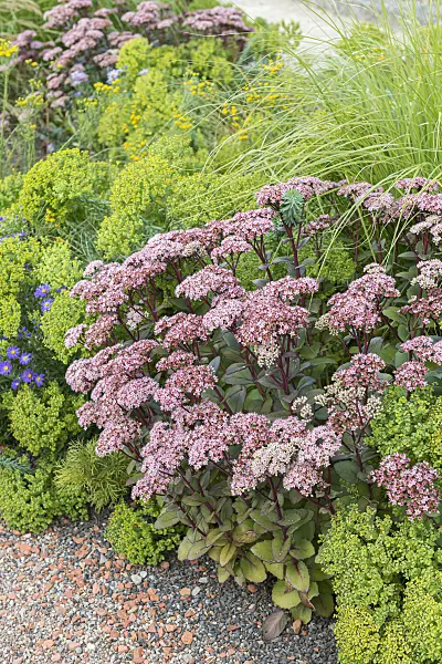 651522 - Orpine (Sedum telephium 'Matrona' syn. Hylotelephium telephium 'Matrona')
