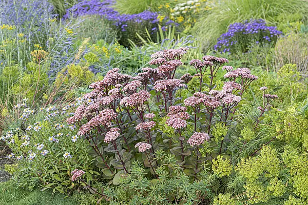 651523 - Orpine (Sedum telephium 'Matrona' syn. Hylotelephium telephium 'Matrona')