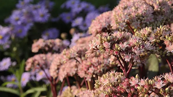 500009 - Orpine (Sedum telephium 'Matrona' syn. Hylotelephium telephium 'Matrona') and bees (Apis)