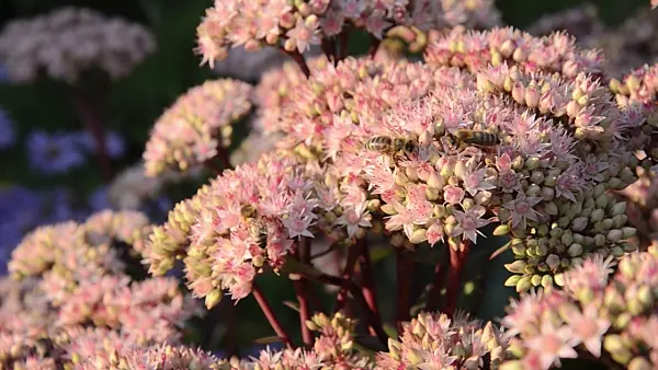 500010 - Orpine (Sedum telephium 'Matrona' syn. Hylotelephium telephium 'Matrona') and bees (Apis)