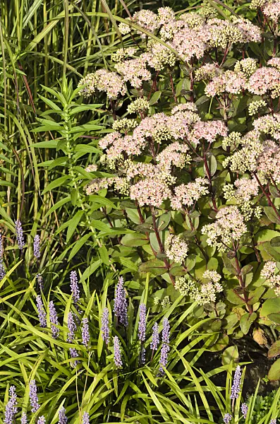 499121 - Orpine (Sedum telephium 'Matrona' syn. Hylotelephium telephium 'Matrona') and big blue lily turf (Liriope muscari)