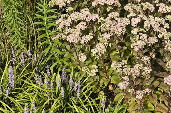 499122 - Orpine (Sedum telephium 'Matrona' syn. Hylotelephium telephium 'Matrona') and big blue lily turf (Liriope muscari)