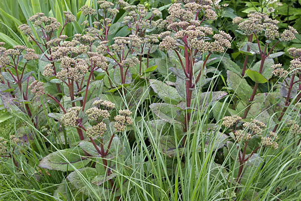 452157 - Orpine (Sedum telephium 'Matrona' syn. Hylotelephium telephium 'Matrona') and dwarf fountain grass (Pennisetum alopecuroides 'Hameln')