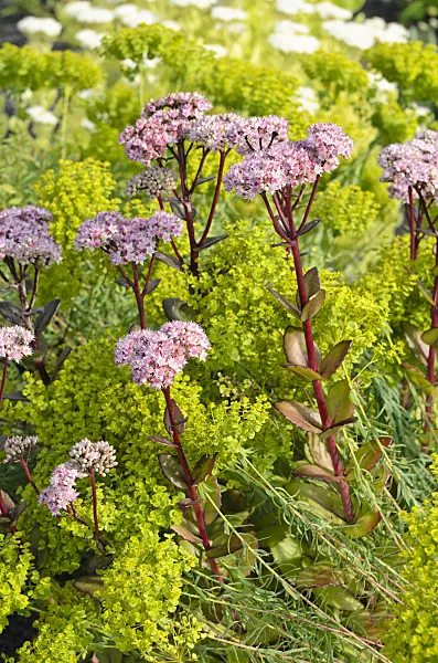 499155 - Orpine (Sedum telephium 'Matrona' syn. Hylotelephium telephium 'Matrona') and Seguier's spurge (Euphorbia seguieriana)