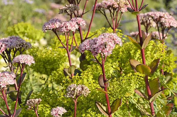 499164 - Orpine (Sedum telephium 'Matrona' syn. Hylotelephium telephium 'Matrona') and Seguier's spurge (Euphorbia seguieriana)