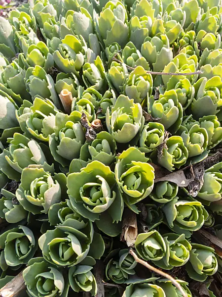 400061 - Orpine (Sedum telephium syn. Hylotelephium telephium)