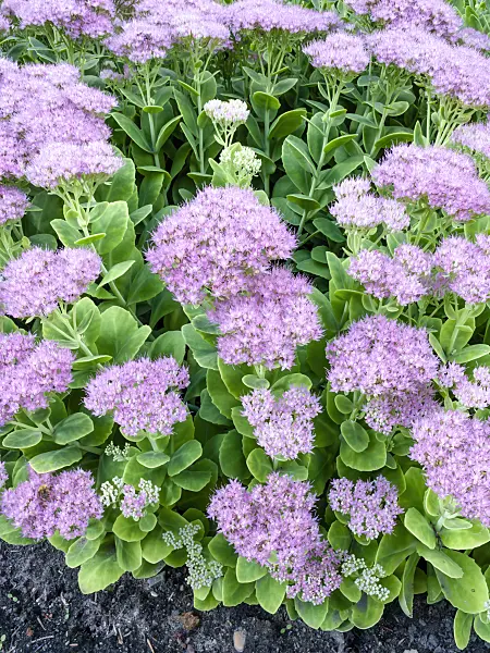 464005 - Orpine (Sedum telephium syn. Hylotelephium telephium)