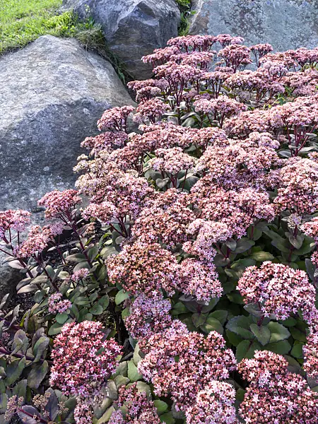 464034 - Orpine (Sedum telephium syn. Hylotelephium telephium)