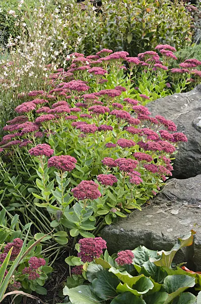 549047 - Orpine (Sedum telephium syn. Hylotelephium telephium)