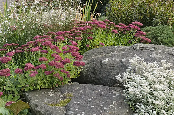 549048 - Orpine (Sedum telephium syn. Hylotelephium telephium)