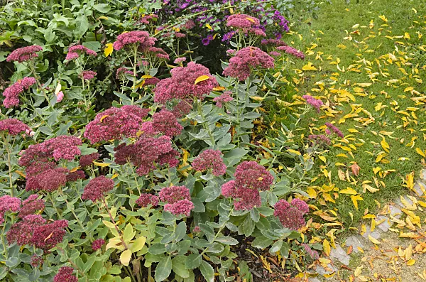 549137 - Orpine (Sedum telephium syn. Hylotelephium telephium)