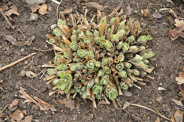 554026 - Orpine (Sedum telephium syn. Hylotelephium telephium)