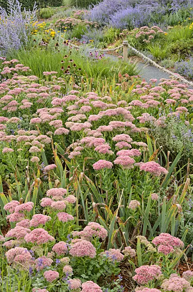 572041 - Orpine (Sedum telephium syn. Hylotelephium telephium)