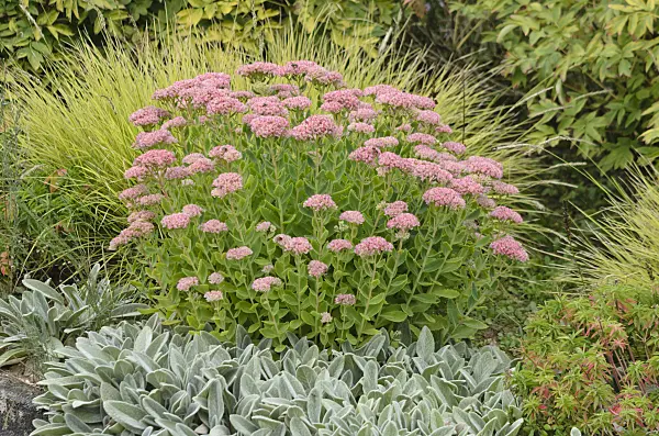 572012 - Orpine (Sedum telephium syn. Hylotelephium telephium) and lamb's ears (Stachys byzantina)