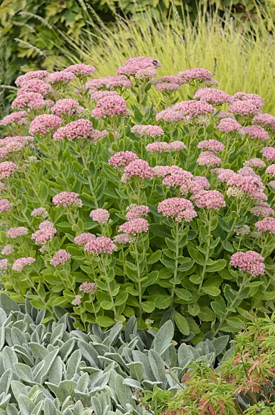 572013 - Orpine (Sedum telephium syn. Hylotelephium telephium) and lamb's ears (Stachys byzantina)