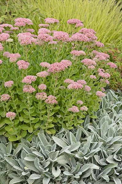 572014 - Orpine (Sedum telephium syn. Hylotelephium telephium) and lamb's ears (Stachys byzantina)