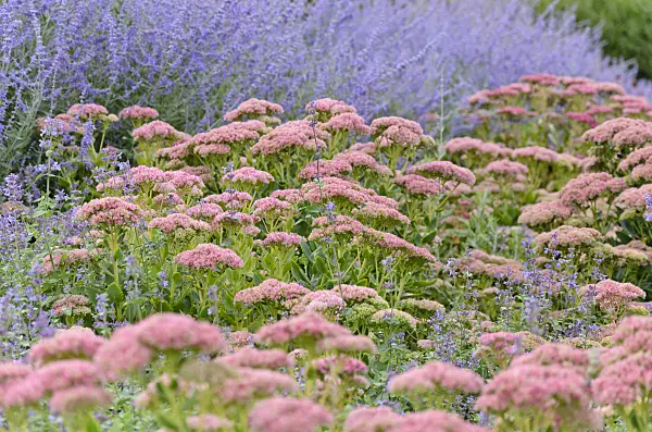572043 - Orpine (Sedum telephium syn. Hylotelephium telephium) and Russian sage (Perovskia)