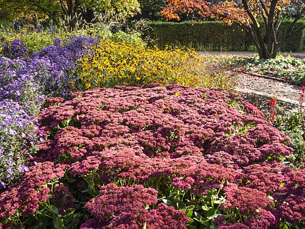 465179 - Orpine (Sedum telephium syn. Hylotelephium telephium), asters (Aster) and cone flowers (Rudbeckia)
