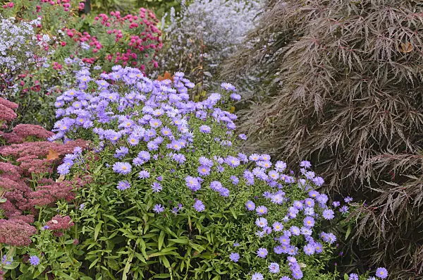 537001 - Orpine (Sedum telephium syn. Hylotelephium telephium), asters (Aster) and Japanese maple (Acer palmatum)