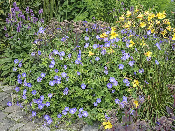 535406 - Orpine (Sedum telephium syn. Hylotelephium telephium), cranesbill (Geranium wallichianum 'Rozanne') and day lily (Hemerocallis)