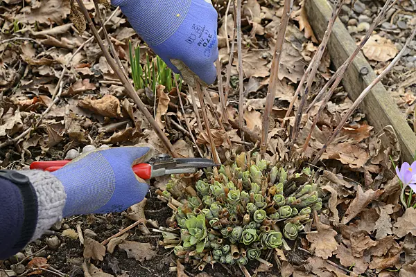 554025 - Orpine (Sedum telephium syn. Hylotelephium telephium), pruning in spring