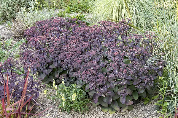 635161 - Orpine (Sedum telephium 'Xenox' syn. Hylotelephium telephium 'Xenox')