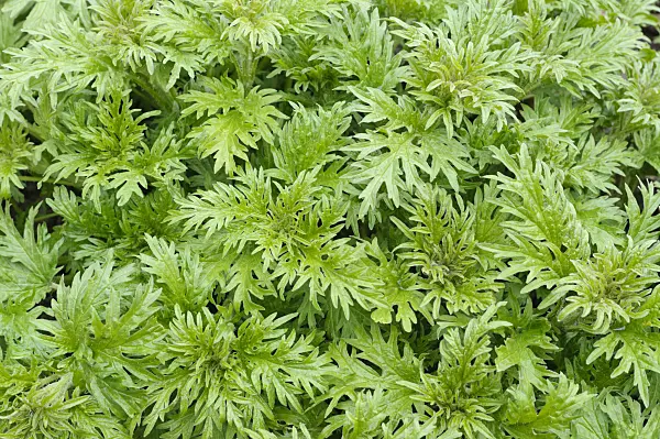483167 - Ortie à feuille de chanvre (Urtica cannabina)