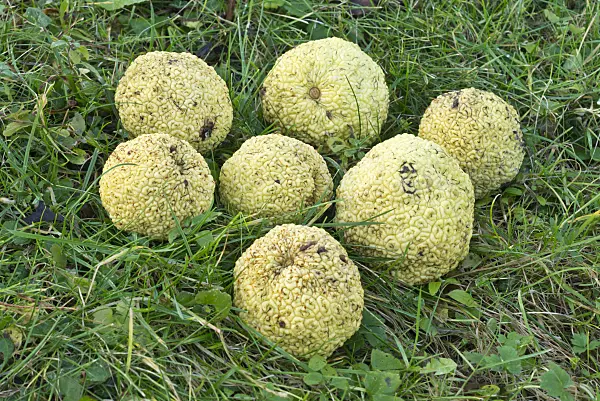 551017 - Osage orange (Maclura pomifera)