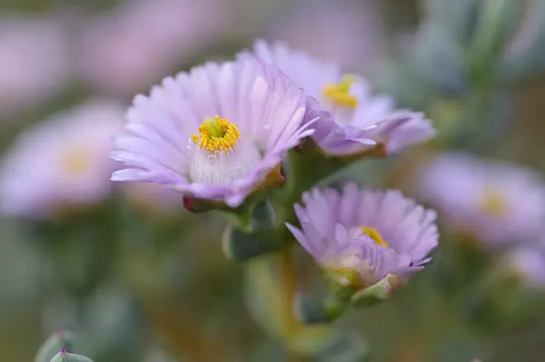 483157 - Oscularia caulescens