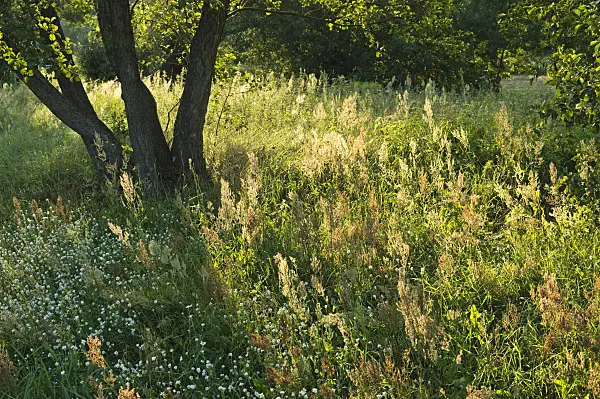 511039 - Oseille commune (Rumex acetosa)