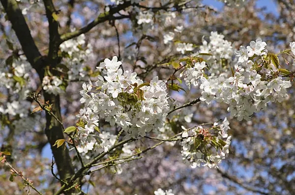 495196 - Oshima cherry (Prunus speciosa)