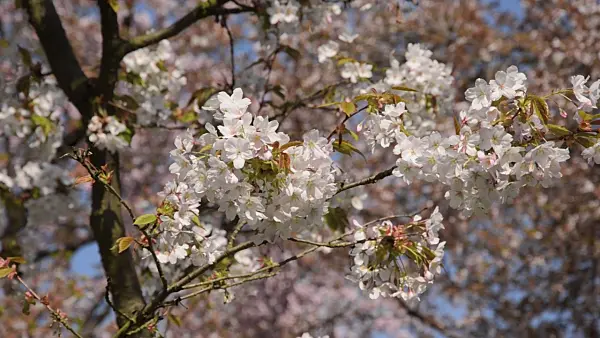 495289 - Oshima cherry (Prunus speciosa)