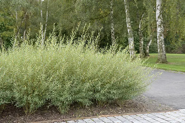 547292 - Osier pourpre (Salix purpurea 'Nana')