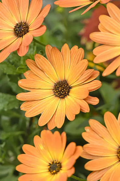 572069 - Ostéosperme (Osteospermum ecklonis 'Orange Flame' syn. Dimorphotheca ecklonis 'Orange Flame')