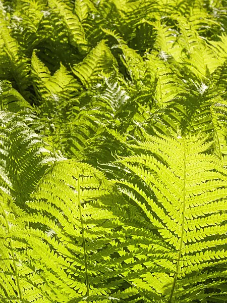 413024 - Ostrich fern (Matteuccia struthiopteris)