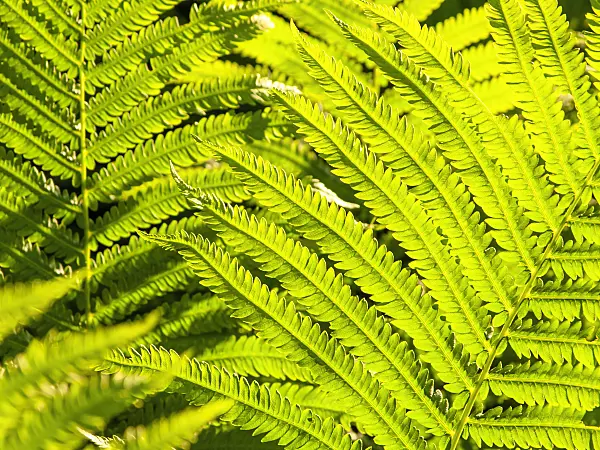 426016 - Ostrich fern (Matteuccia struthiopteris)