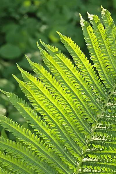 472248 - Ostrich fern (Matteuccia struthiopteris)