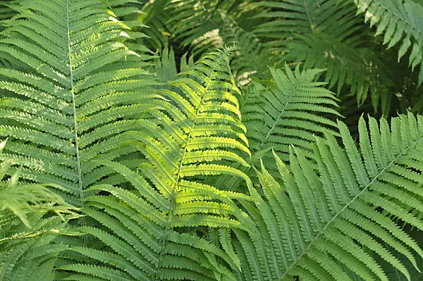 472249 - Ostrich fern (Matteuccia struthiopteris)