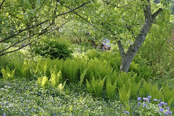 490030 - Ostrich fern (Matteuccia struthiopteris)