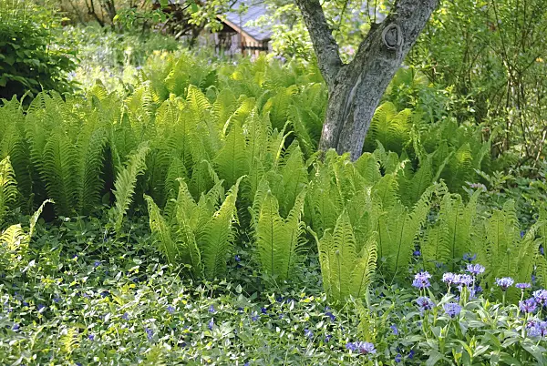 490031 - Ostrich fern (Matteuccia struthiopteris)
